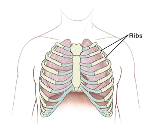 Ribs in chest cavity.
